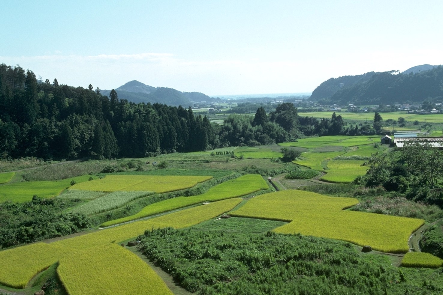 茨城県境町で社会デザインを学ぶ 株式会社 森林連結経営